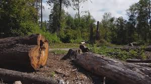 Reliable Wenatchee, WA Tree Care Solutions