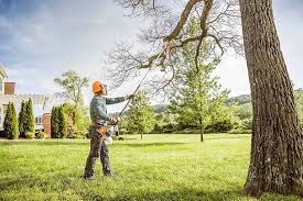 How Our Tree Care Process Works  in  Wenatchee, WA