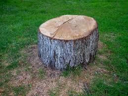 Best Tree Cabling and Bracing  in Wenatchee, WA