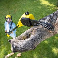 Best Fruit Tree Pruning  in Wenatchee, WA