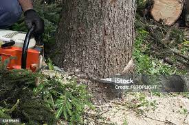  Wenatchee, WA Tree Care Pros