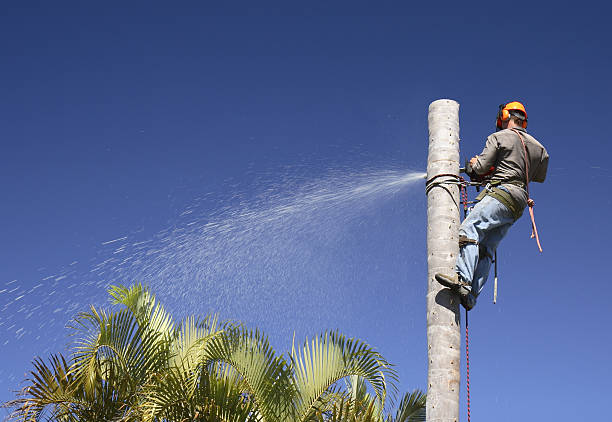 Best Tree Removal  in Wenatchee, WA