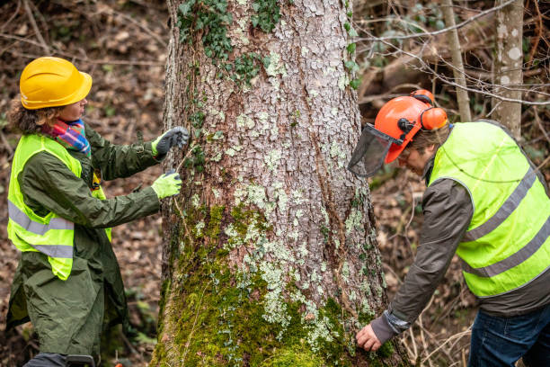 Best Tree Mulching  in Wenatchee, WA