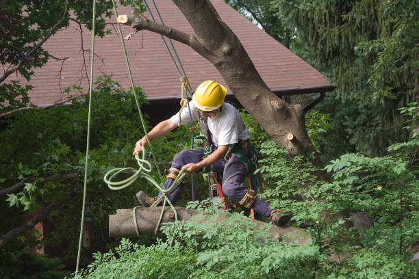 Best Lawn Watering Services  in Wenatchee, WA