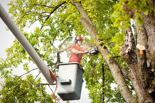 Best Root Management and Removal  in Wenatchee, WA