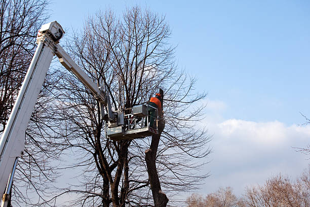 Best Tree Risk Assessment  in Wenatchee, WA